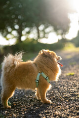 A little brown pomeranian dog from backwards in nature at sunset