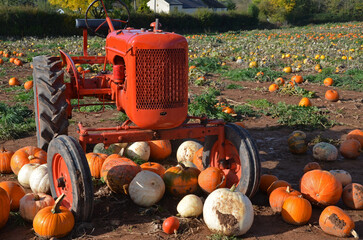 Pumpkins and old tractor in a field  - 540470740