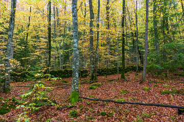 forest in autumn