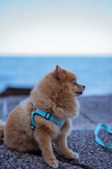 Cute brown Pomeranian happy dog by the sea outdoors