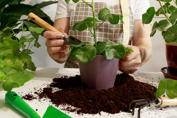 Transplanted into a new pot, a geranium flower in the hands of a gardener's girlfriend. The concept...