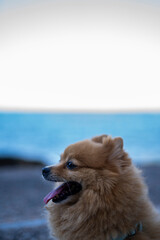 Cute brown Pomeranian happy dog by the sea outdoors