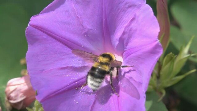 Bee Bumblebee. Flying and landing on purple pink flower. 