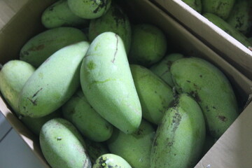 lots of freshly picked mangoes in cardboard