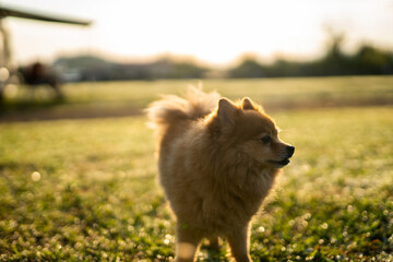 Cute brown Pomeranian happy dog outdoors in a motor home camping