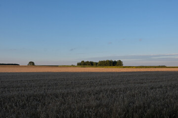 Obraz premium Rye field in sunset light