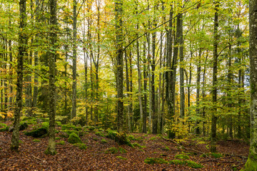 Fototapeta premium forest in autumn