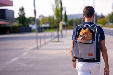 Young men walking with a pet carrier bag pack outdoors in nature