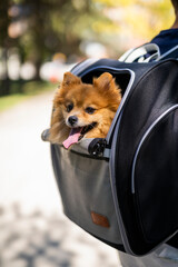 pet carrier bag pack outdoors in the city