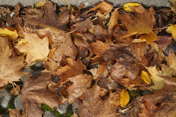 Braune und gelbe nasse Laubblätter an Straßenrand vor Bordsteinkante bei Regen am Nachmittag im Herbst