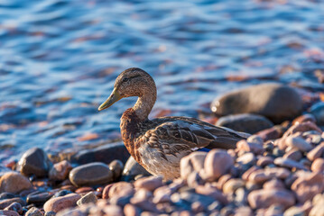A duck that warms up among the pebble beach in the Swedish Baltic Sea