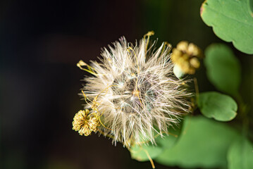 Dandelion, dandelion seen through a macro lens, dark background, selective focus.