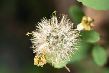 Dandelion, dandelion seen through a macro lens, dark background, selective focus.