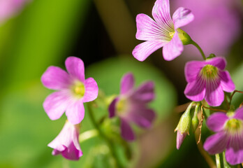 Pink oxalis, beautiful and colorful Pink oxalis seen through a macro lens, dark background, selective focus.