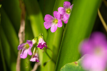 Pink oxalis, beautiful and colorful Pink oxalis seen through a macro lens, dark background, selective focus.