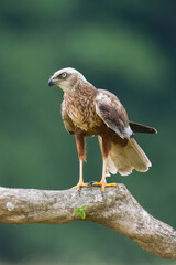 Flying Birds of prey Marsh harrier Circus aeruginosus, hunting time Poland Europe	