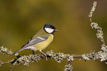 Colorful great tit ( Parus major ) perched on a tree trunk, photographed in horizontal, amazing background	