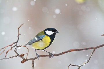 Colorful great tit ( Parus major ) perched on a tree trunk, photographed in horizontal, amazing background	
