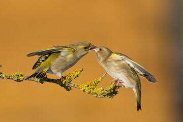 European greenfinch Chloris chloris or common greenfinch songbird winter time blurred background	