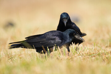 Bird Rook corvus frugilegus landing, black bird in autumn time, Poland Europe	