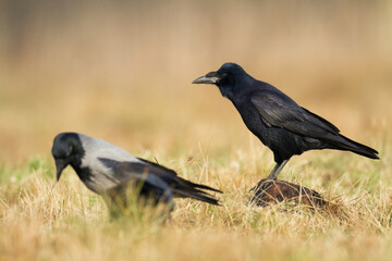 Obraz premium Bird Rook corvus frugilegus landing, black bird in autumn time, Poland Europe 