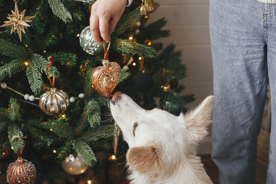 Stylish woman together with cute dog decorating stylish christmas tree with vintage bauble. Pet and winter holidays. Merry Christmas! Adorable danish spitz dog helping owner in festive room