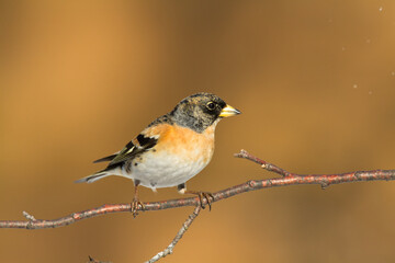 Bird Brambling ( Fringilla montifringilla ) on orange background male