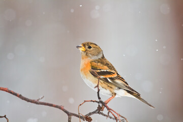 Bird Brambling ( Fringilla montifringilla ) on orange background female