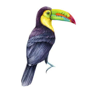 Toucan bird. Watercolor illustration. Hand drawn realistic keel-billed toucan rainforest native avian. Ramphastos sulfuratus on white background. Wildlife jungle tropical bird element.