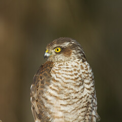 Birds of prey Sparrowhawk Accipiter nisus, hunting time bird sitting on the branch, Poland Europe