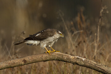 Birds of prey Sparrowhawk Accipiter nisus, hunting time bird sitting on the branch, Poland Europe