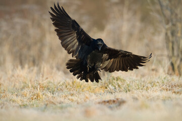 Bird Common Raven Corvus corax, dark style big black scary bird flying, Helloween	