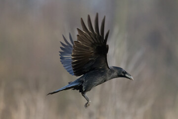 Bird Common Raven Corvus corax, dark style big black scary bird flying, Helloween	