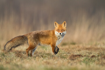 Fox Vulpes vulpes in autumn scenery, Poland Europe, animal walking among autumn meadow
