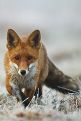 Fox Vulpes vulpes in autumn scenery, Poland Europe, animal walking among autumn meadow