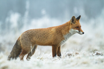 Fox Vulpes vulpes in autumn scenery, Poland Europe, animal walking among autumn meadow