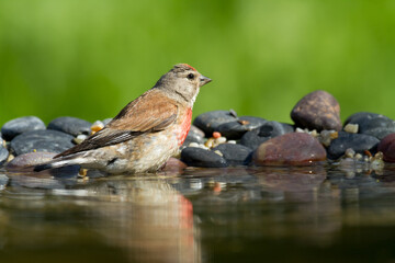 Bird Linnet Carduelis cannabina male, bird is bathing, summer time Poland, Europe green background	