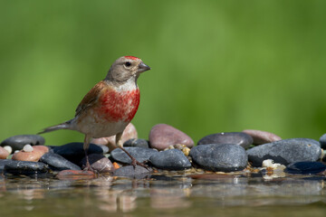 Bird Linnet Carduelis cannabina male, bird is bathing, summer time Poland, Europe green background	