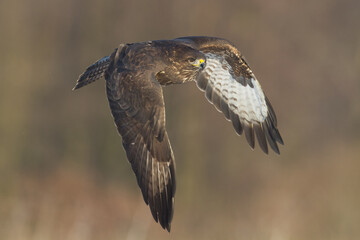 landing Common buzzard Buteo buteo in the fields in winter snow, buzzards in natural habitat, hawk bird on the ground, predatory bird close up winter bird