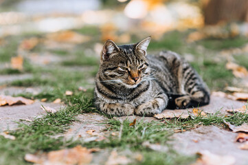 A beautiful, gray, striped, lazy sleepy cat lies in autumn in a park on green grass. Photo of a pet, an animal close-up.