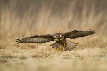 landing Common buzzard Buteo buteo in the fields in winter snow, buzzards in natural habitat, hawk bird on the ground, predatory bird close up winter bird