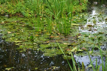 Teich Panorama mit grünem Schilfgras und Seerosenblättern im Park am Nachmittag im Herbst