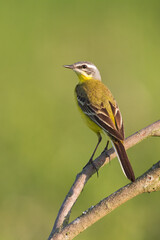 Small bird Yellow Wagtail sitting on tree male Motacilla flava
