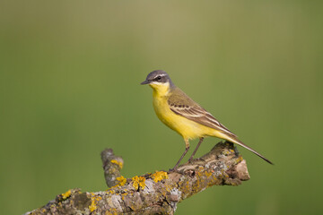 Small bird Yellow Wagtail sitting on tree male Motacilla flava