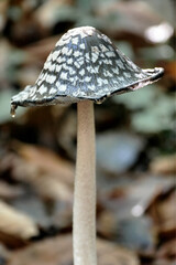 Champignon vénéneux pas comestible en forêt.