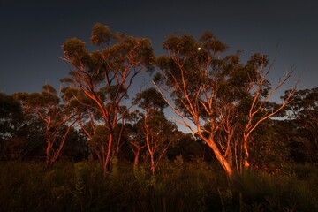 Beautiful shot of trees at dawn in Brisbane Water National Park on NSW Central Coast in Australia