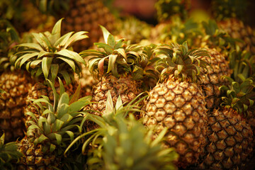 Fresh pineapple fruit stock photo

