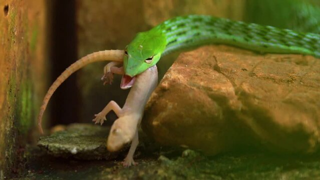 Close up of Green Asian vine snake ahaetulla prasina injecting venom to a gecko before eating near settlement