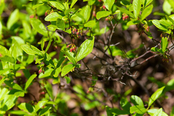 Obraz premium highbush blueberry bush massachusetts