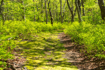 Fototapeta premium moss covered footpath new england